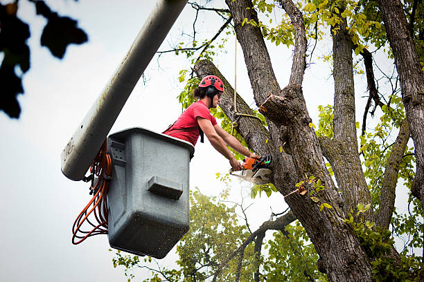 Best Tree Removal  in USA